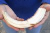 10-3/4 inch Warthog Tusk, Warthog Ivory from African Warthog .50 lb (You are buying the tusk in the photo) for $52