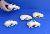 5 piece lot of raccoon top skulls measuring 4-1/2 to 4-3/4 inches long. You are buying the top skulls pictured for $75/lot