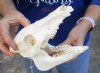 7-1/2 inch wild boar skull, commercial grade - You are buying the skull pictured for $30