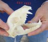 Raccoon Skull measuring 4-5/8 inches long - You are buying the skull shown for $30
