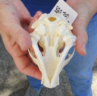 Raccoon Skull measuring 4-1/2 inches long - You are buying the skull shown for $30 