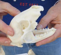 Raccoon Skull measuring 4-5/8 inches long - You are buying the skull shown for $26