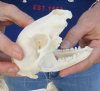 Raccoon Skull measuring 4-5/8 inches long - You are buying the skull shown for $26