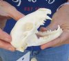 Raccoon Skull measuring 4-1/2 inches long - You are buying the skull shown for $30 