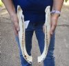 2 piece Florida alligator bottom jaws - You are buying the gator bottom jaws shown for $20 (No teeth)