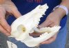 6-1/8 inch wild boar skull, commercial grade - You are buying the skull pictured for $30 (missing a few teeth)