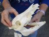 7-1/4 inch wild boar skull, commercial grade - You are buying the skull pictured for $30 (missing a few teeth)