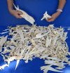 6 lb Assorted lot of Alligator skull bones. You are buying the bones pictured for $20