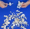 100 pc lot of raccoon/opossum/bobcat and wild boar bones measuring approximately 1/2 inch up to 4-1/4 inches in size.  You are buying the assorted small bones pictured for $30.00