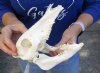 7-1/2 inch wild boar skull, commercial grade - You are buying the skull pictured for $30 (missing several top teeth)