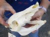 8 inch wild boar skull, commercial grade - You are buying the skull pictured for $30 (slight damage to nose bridge)