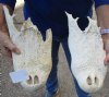 2 piece lot of 13 inch #2 Grade Alligator Top Skulls only - You are buying the gator top skulls shown for $20.00 (Damaged top skulls, missing teeth)