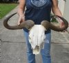 28 inch wide #2 Grade Blue Wildebeest Skull - You are buying the skull shown for $65 (broken off nose)