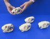5 pc lot of #2 Grade North American Beaver Skulls (castor) measuring 4 inches to 4-1/2 inches long - You are buying the skulls shown for $60/lot (Damaged skulls and jaw glued shut)
