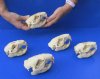 5 pc lot of #2 Grade North American Beaver Skulls (castor) measuring 4 inches to 4-1/2 inches long - You are buying the skulls shown for $60/lot (Damaged skulls and jaw glued shut)