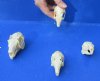 4 pc lot of jack rabbit skulls for sale. Measuring 2-3/4 to 3-3/4 inches long - you are buying the skulls pictured for $80/lot