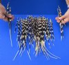 #2 grade 9 to 18 inch African Porcupine Quills (Hystrix africaeaustralis), 100 piece lot - You are buying the quills pictured for $35 (Holes, discoloration, broken ends)