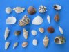 Wholesale Medium Philippine assorted seashells in bulk for making shell crafts 1/2" to 2" - Packed: 1 bag (2 kilos) @ $5.50/bag ($2.75/kilo) (1 kilo = 2.2 lbs) Minimum: 2 bags  