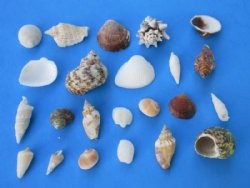 Wholesale Medium Philippine assorted seashells 1/2" to 2" - 1 bag (2 kilos) @ $5.50/bag (Min:2)