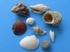 Case of wholesale Medium Philippine mixed seashells in bulk for making shell crafts 1/2" to 2" - Case of 10 kilos @ $2.35 kilo (22 pounds) 