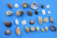 Wholesale small mixed seashells for crafts and making shell candles - 1/2" to 2" - Packed: 1 bag (2 kilos) @ $5.50/bag ($2.75/kilo) Minimum: 2 bags