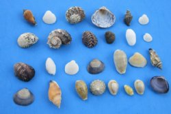 Wholesale small mixed seashells 1/2" to 2" - 20 kilos @ $2.35 kilo  