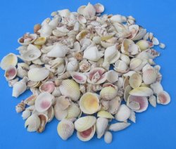 Wholesale light colored mixed shells for shell art 1" to 2-1/4" - Case of 20 kilos @ $2.25 kilo