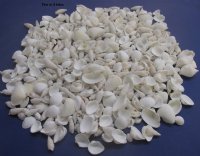 White Shell Mix wholesale 1/2" to 2-1/2" - Case of 20 kilos @ $2.00 kilo (44 pounds)  