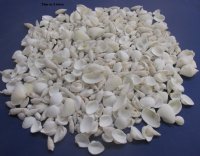 Bulk Assorted White Seashells Wholesale for Weddings 1/2" to 2-1/2" - Packed: 1 bag (2 kilos) @ $5.50/bag ($2.75/kilo) (1 kilo = 2.2 lbs) Minimum: 2 bags  
