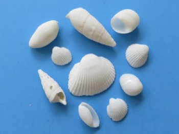 White Shell Mix wholesale 1/2" to 2-1/2" - Case of 20 kilos @ $2.00 kilo (44 pounds)  