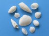 Case of bulk White Shell Mix wholesale, or bulk white seashells for weddings 1/2" to 2-1/2" - Case of 20 kilos @ $1.75 kilo (44 pounds)