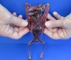 Dyed Blood Red Fruit Bat Mummy with wings folded - (Rousettus Leschenaulti) measuring 7-1/4 long - You are buying the red blood bat in the photo for $42.00 (Has a strong odor)