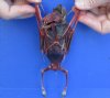 Dyed Blood Red Fruit Bat Mummy with wings folded - (Rousettus Leschenaulti) measuring 7-1/2 long - You are buying the red blood bat in the photo for $42.00 (Has a strong odor)