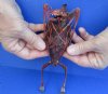Dyed Blood Red Fruit Bat Mummy with wings folded - (Rousettus Leschenaulti) measuring 7 long - You are buying the red blood bat in the photo for $42.00 (Has a strong odor)