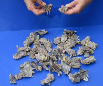 48 piece lot of Common Snapper Turtle feet 1-1/2 to 3 inches for $95/lot 