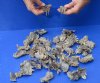 48 piece lot of Common Snapper Turtle feet 1-1/2 to 3 inches - You are buying the turtle feet pictured for $95/lot (These feet have an odor)