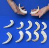 12 piece lot of 5 inch Warthog Tusks, Ivory for Carving (You are buying the tusks shown) for $70/lot