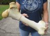 20 inch Giraffe Femur Bone from upper leg - You are buying the giraffe bone shown for $45