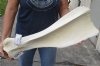 African giraffe shoulder blade bone 25 inches long. You are buying the giraffe bone pictured for $39 (chipped edge)