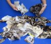 20 piece lot of Real #2 Grade North American Raccoon, Coyote, bobcat and Fox face pelt, tanned face pelt for sale - You are buying the lot shown for $32