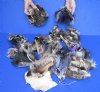 17 piece lot of Real #2 Grade North American Raccoon face pelt, tanned face pelt for sale - You are buying the hide shown for $28/lot