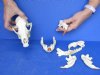 One lot of damaged coyote skull and assorted beaver mandibles - You are buying the assorted skull pieces for $15