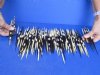 #2 grade 5 to 8 inch Fat, African Porcupine Quills (Hystrix africaeaustralis), 100 piece lot - You are buying the quills pictured for $35 (Holes, discoloration, broken ends)