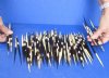 #2 grade 5 to 8 inch Fat, African Porcupine Quills (Hystrix africaeaustralis), 100 piece lot - You are buying the quills pictured for $35 (Holes, discoloration, broken ends)