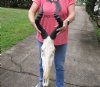 African Female Red Hartebeest skull with 17 inch horns. You are buying the one pictured for $110 (missing several teeth)