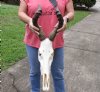 African Female Red Hartebeest skull with 17 inch horns. You are buying the one pictured for $100 (broken nose, missing teeth and damage to side)