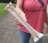 Camel leg bone for sale 15-1/2 inches - you are buying the camel bone pictured for $20
