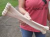 Camel leg bone for sale 16 inches - you are buying the camel bone pictured for $20