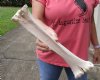 Camel leg bone for sale 16 inches - you are buying the camel bone pictured for $20