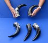 5 pc lot of polished buffalo horn - 8" to 11" - You are buying the horns pictured for $30.00